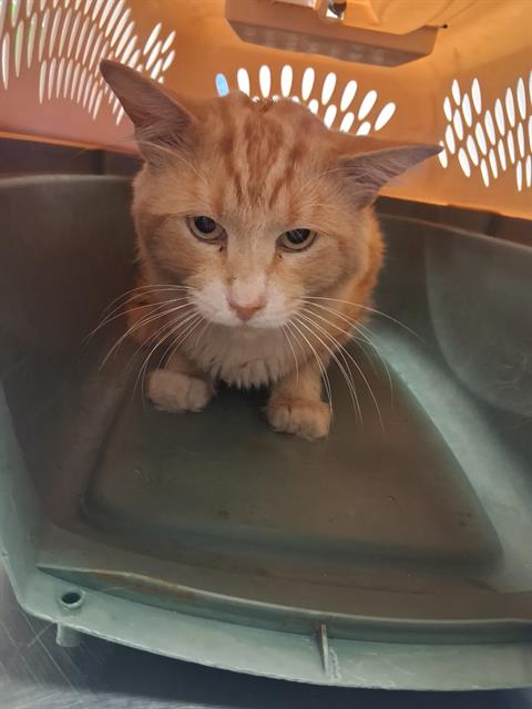 Shelter Stray Male Cat last seen BRADLEY ST BAKERSFIELD, 201 S Mt Vernon Ave, Bakersfield, CA 93307, USA