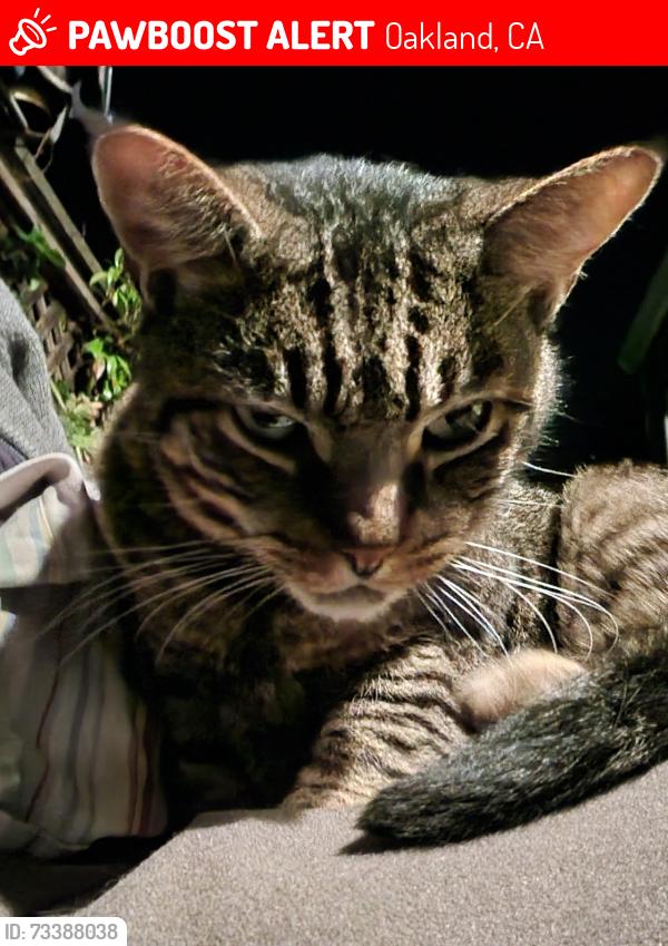 Lost Male Cat last seen picardy, fleming, Oakland, CA 94605