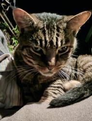 Lost Male Cat last seen picardy, fleming, Oakland, CA 94605