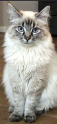 Lost Female Cat last seen Harris road, Pitt Meadows, BC 