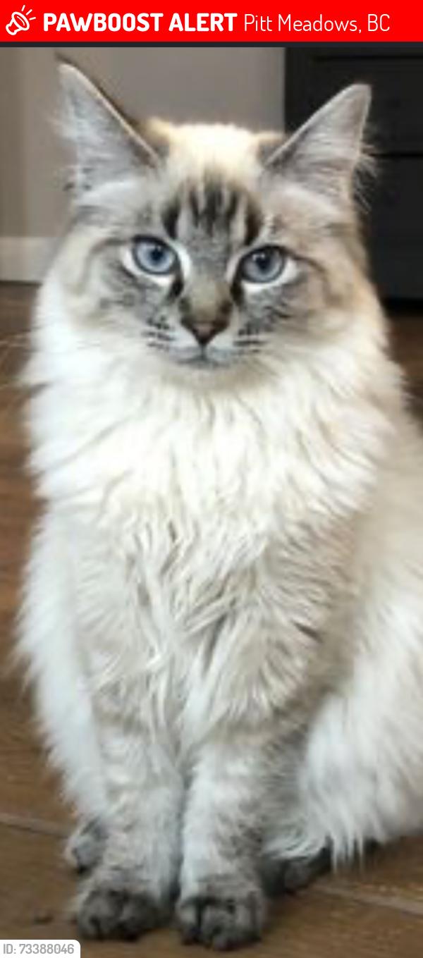 Lost Female Cat last seen Harris road, Pitt Meadows, BC 