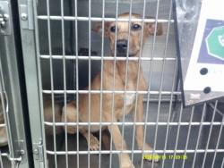 Shelter Stray Unknown Dog last seen STANLEY DRAPER LAKE ABANDOND, 2811 SE 29th St, Oklahoma City, OK 73129, USA