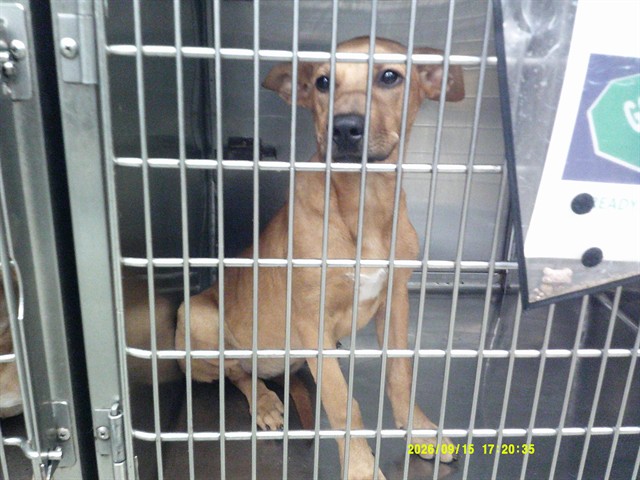 Shelter Stray Unknown Dog last seen STANLEY DRAPER LAKE ABANDOND, 2811 SE 29th St, Oklahoma City, OK 73129, USA