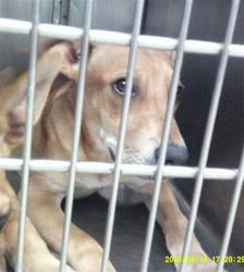 Shelter Stray Unknown Dog last seen STANLEY DRAPER LAKE ABANDOND, 2811 SE 29th St, Oklahoma City, OK 73129, USA