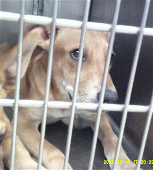 Shelter Stray Unknown Dog last seen STANLEY DRAPER LAKE ABANDOND, 2811 SE 29th St, Oklahoma City, OK 73129, USA