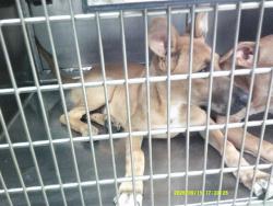Shelter Stray Unknown Dog last seen STANLEY DRAPER LAKE ABANDOND, 2811 SE 29th St, Oklahoma City, OK 73129, USA