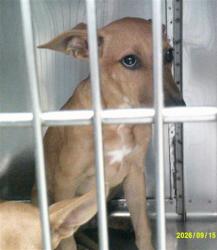 Shelter Stray Unknown Dog last seen STANLEY DRAPER LAKE ABANDOND, 2811 SE 29th St, Oklahoma City, OK 73129, USA