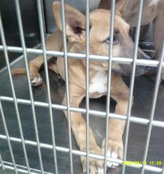 Shelter Stray Unknown Dog last seen STANLEY DRAPER LAKE ABANDOND, 2811 SE 29th St, Oklahoma City, OK 73129, USA