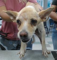 Shelter Stray Unknown Dog last seen , 2811 SE 29th St, Oklahoma City, OK 73129, USA