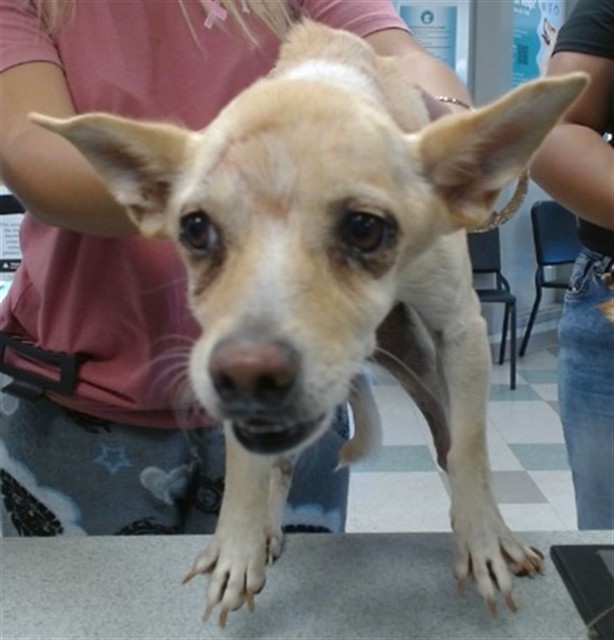 Shelter Stray Unknown Dog last seen , 2811 SE 29th St, Oklahoma City, OK 73129, USA