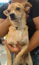 Shelter Stray Unknown Dog last seen , 2811 SE 29th St, Oklahoma City, OK 73129, USA