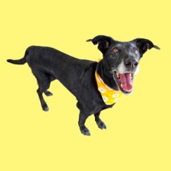 Shelter Stray Female Dog last seen Near BLOCK HINDERHILL DR, BAKERSFIELD CA 93312, 3951 Fruitvale Ave, Bakersfield, CA 93308, USA