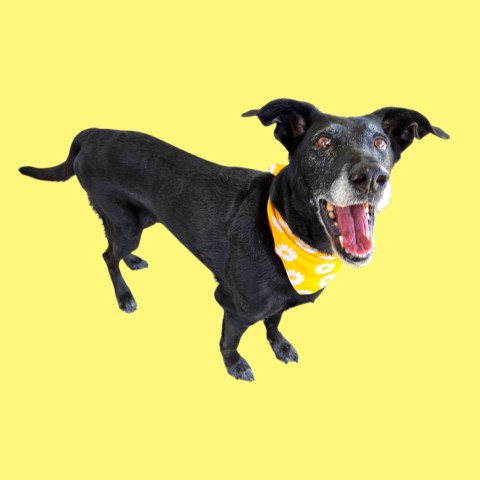 Shelter Stray Female Dog last seen Near BLOCK HINDERHILL DR, BAKERSFIELD CA 93312, 3951 Fruitvale Ave, Bakersfield, CA 93308, USA