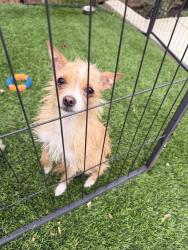 Found/Stray Female Dog last seen Kendall & state, San Bernardino, CA 92405