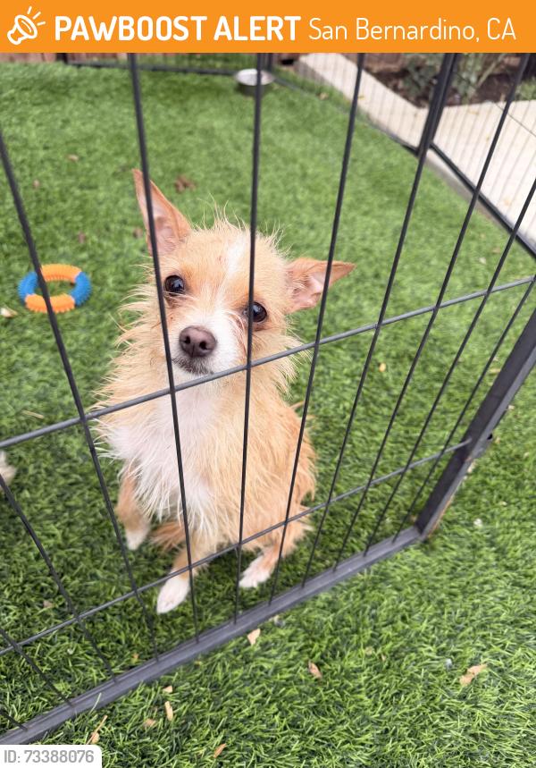 Found/Stray Female Dog last seen Kendall & state, San Bernardino, CA 92405