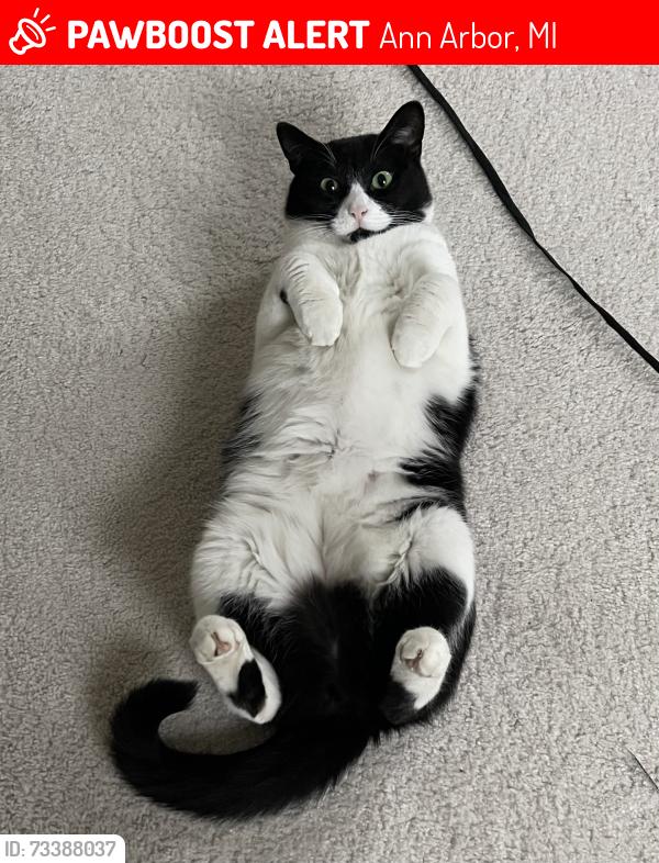 Lost Female Cat last seen Nicholas, Ann Arbor, MI 48109