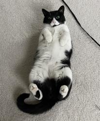 Lost Female Cat last seen Nicholas, Ann Arbor, MI 48109