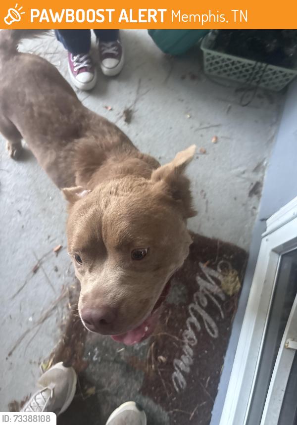 Found/Stray Male Dog last seen Yum’s Chinese restaurant, Memphis, TN 38111