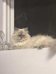 Reunited Female Cat last seen Near holland ave apmt, The Bronx, NY 10462