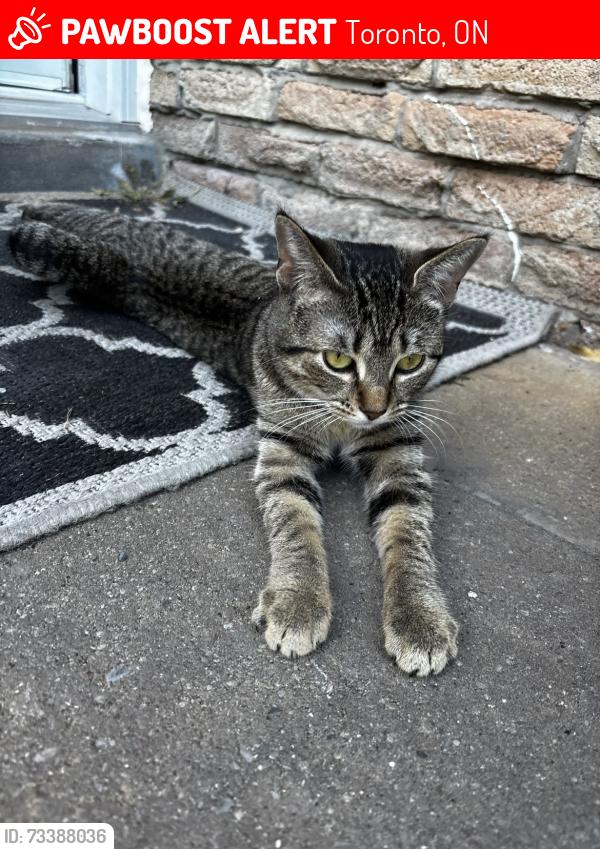 Lost Female Cat last seen Lowry square, Toronto, ON 