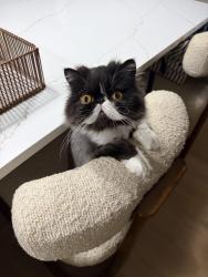 Reunited Male Cat last seen Loveland, Point Pleasant, NJ 08742