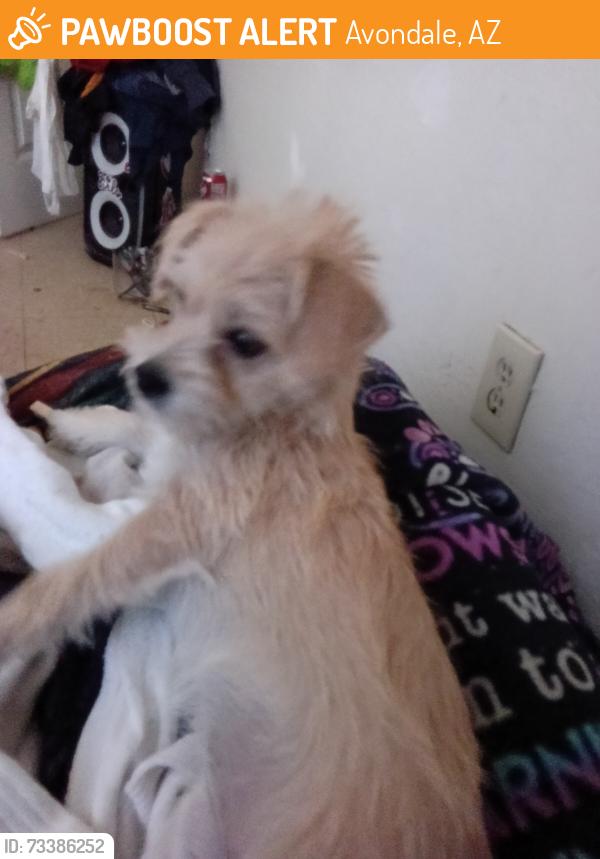 Found/Stray Female Dog last seen Lower buckeye and main Street, Avondale, AZ 85323