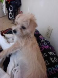 Found/Stray Female Dog last seen Lower buckeye and main Street, Avondale, AZ 85323