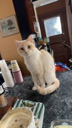 Lost Male Cat last seen 47th & W 5th Street, Duluth, MN 55807