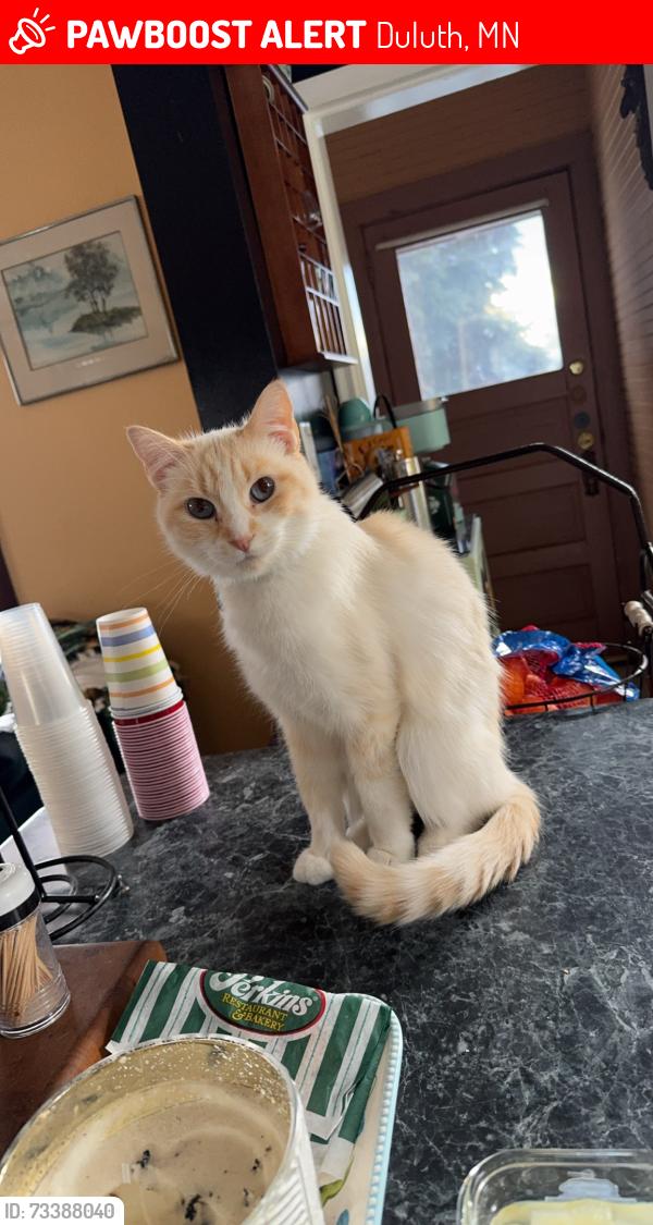 Lost Male Cat last seen 47th & W 5th Street, Duluth, MN 55807
