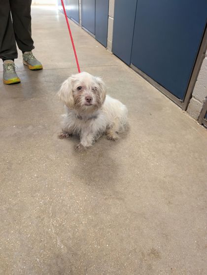 Shelter Stray Male Dog last seen Near Arunah ave, 21216, MD, 2490 Giles Rd, Baltimore, MD 21225, USA
