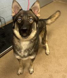 Shelter Stray Male Dog last seen Near Sweetgum Lane, 30032, GA, 3280 Chamblee Dunwoody Rd, Chamblee, GA 30341, USA