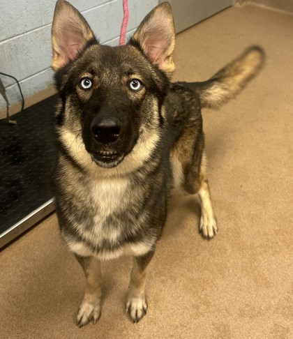 Shelter Stray Male Dog last seen Near Sweetgum Lane, 30032, GA, 3280 Chamblee Dunwoody Rd, Chamblee, GA 30341, USA