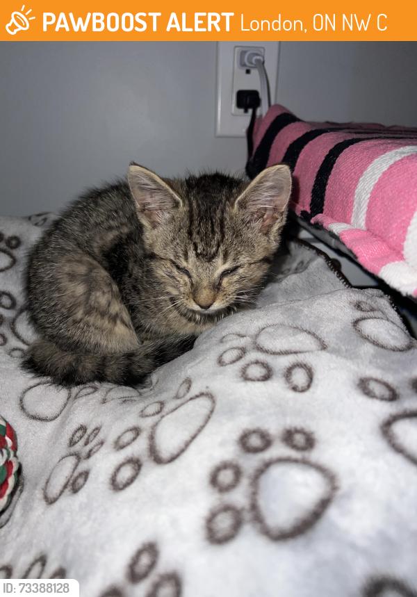 Found/Stray Female Cat last seen Baker Auto Wreckers Junkyard, London, ON N5W 6C5