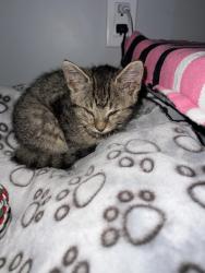Found/Stray Female Cat last seen Baker Auto Wreckers Junkyard, London, ON N5W 6C5