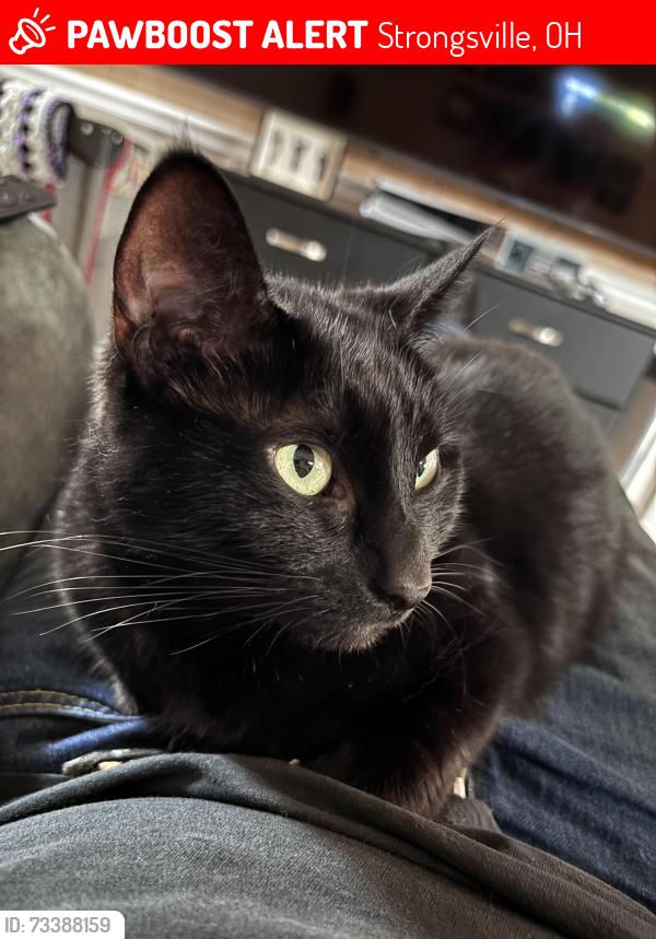 Lost Female Cat last seen Patricia/Jaque, Strongsville, OH 44136