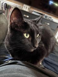 Lost Female Cat last seen Patricia/Jaque, Strongsville, OH 44136