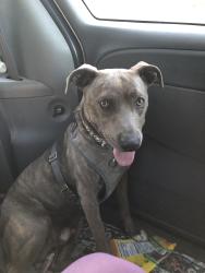 Lost Male Dog last seen Laurel Cyn Blvd. & Saticoy, Los Angeles, CA 91352