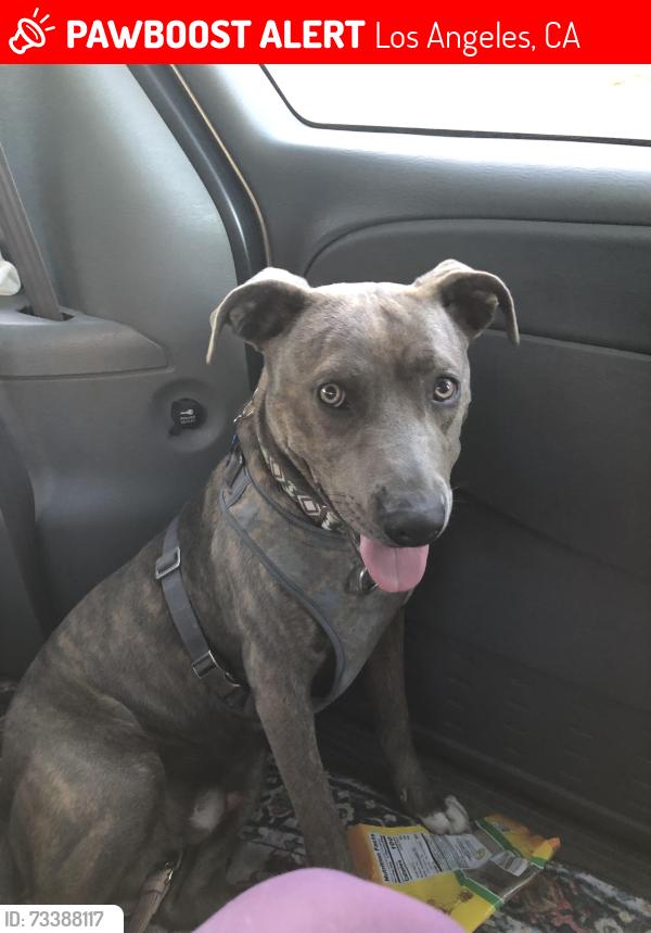Lost Male Dog last seen Laurel Cyn Blvd. & Saticoy, Los Angeles, CA 91352
