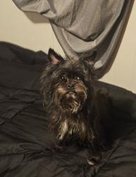 Reunited Female Dog last seen Cedar and 157th St W, Apple Valley, MN 55124