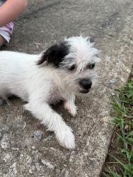 Found/Stray Male Dog last seen Near Beeblossom Trl Lawrenceville GA 30044, Lawrenceville, GA 30044