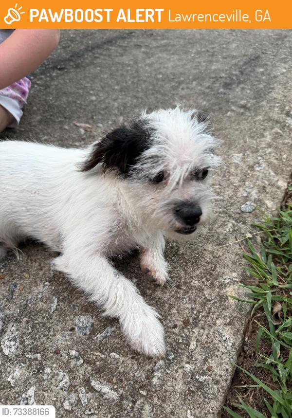 Found/Stray Male Dog last seen Near Beeblossom Trl Lawrenceville GA 30044, Lawrenceville, GA 30044