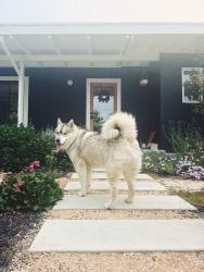 Reunited Male Dog last seen Rifle range, El Cerrito, CA 94530