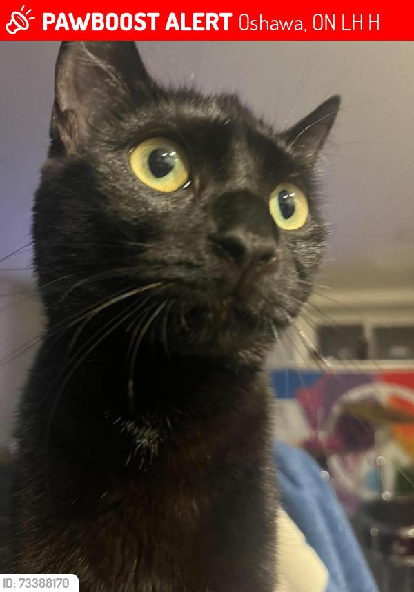 Lost Female Cat last seen Ritson Rd South and Courcellette, Oshawa, ON L1H 5H9