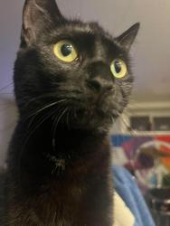 Lost Female Cat last seen Ritson Rd South and Courcellette, Oshawa, ON L1H 5H9