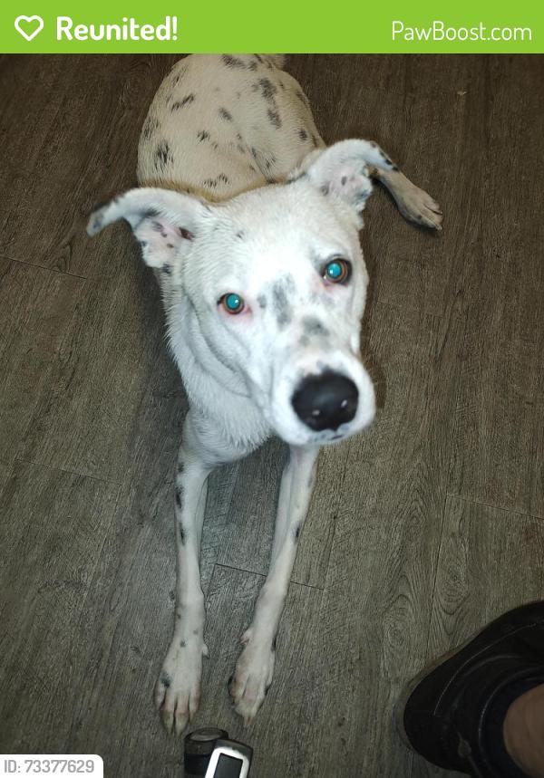 Reunited Male Dog last seen Addison Rd and lake st, Addison, IL 60101