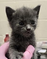 Shelter Stray Male Cat last seen Near I Avenue, National City, CA, 91950, El Cajon, CA 92020, USA