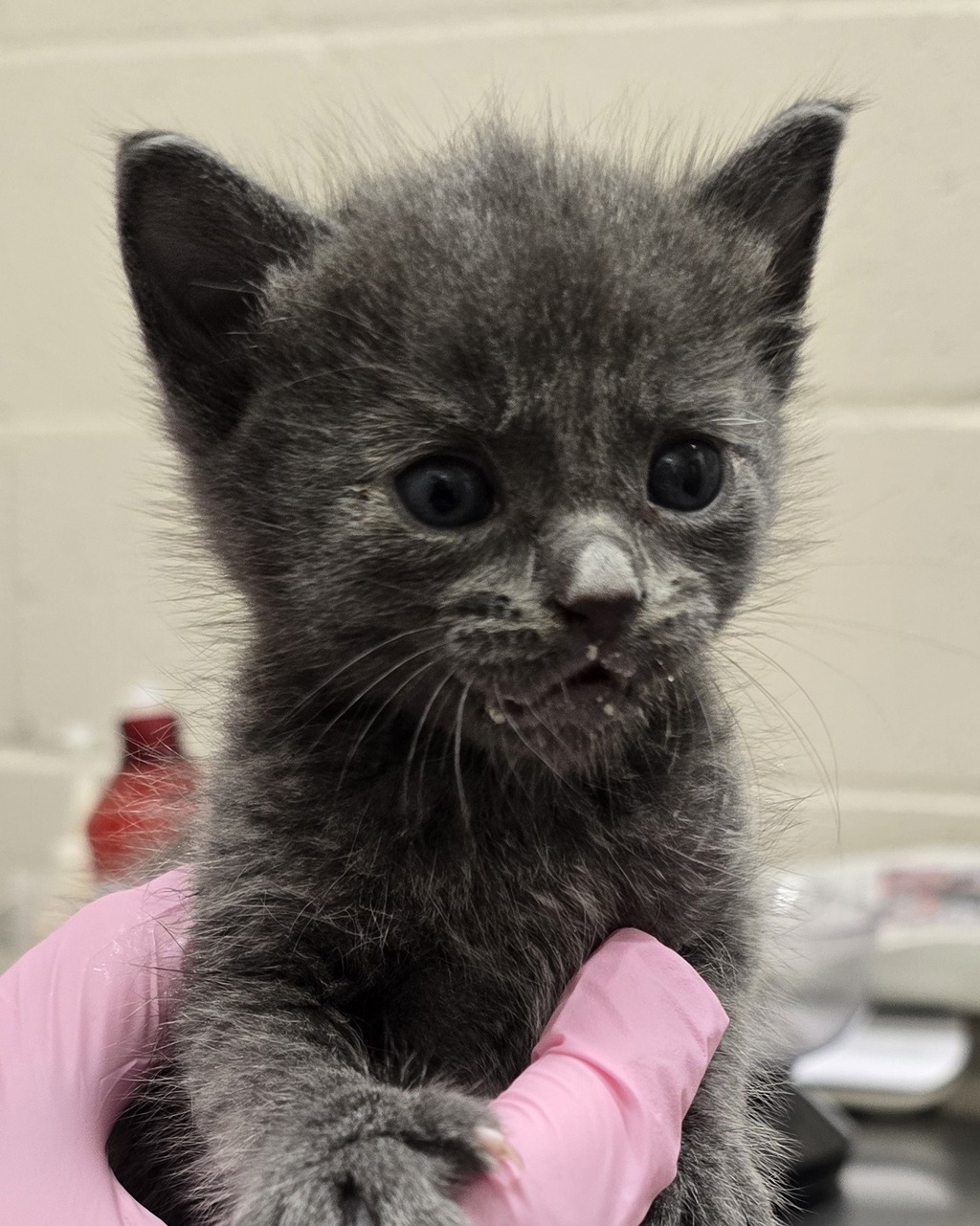 Shelter Stray Male Cat last seen Near I Avenue, National City, CA, 91950, El Cajon, CA 92020, USA