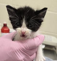 Shelter Stray Male Cat last seen Near I Avenue, National City, CA, 91950, El Cajon, CA 92020, USA