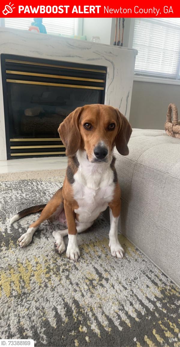 Lost Male Dog last seen Bear creek train Fairburn ga, Newton County, GA 30055