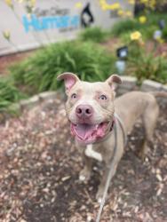 Shelter Stray Male Dog last seen Pershing Drive, San Diego, CA, 92101, 5500 Gaines St, San Diego, CA 92110, USA